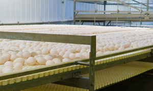 Center Fresh Egg